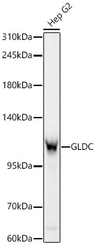 GLDC Monoclonal Antibody [0F7M10]