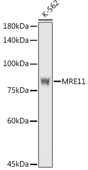 MRE11 Polyclonal Antibody