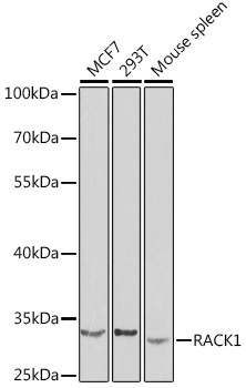 RACK1 Polyclonal Antibody