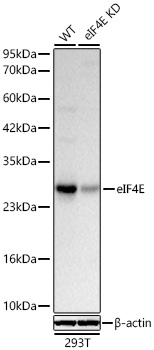 eIF4E Monoclonal Antibody [4N7U2]