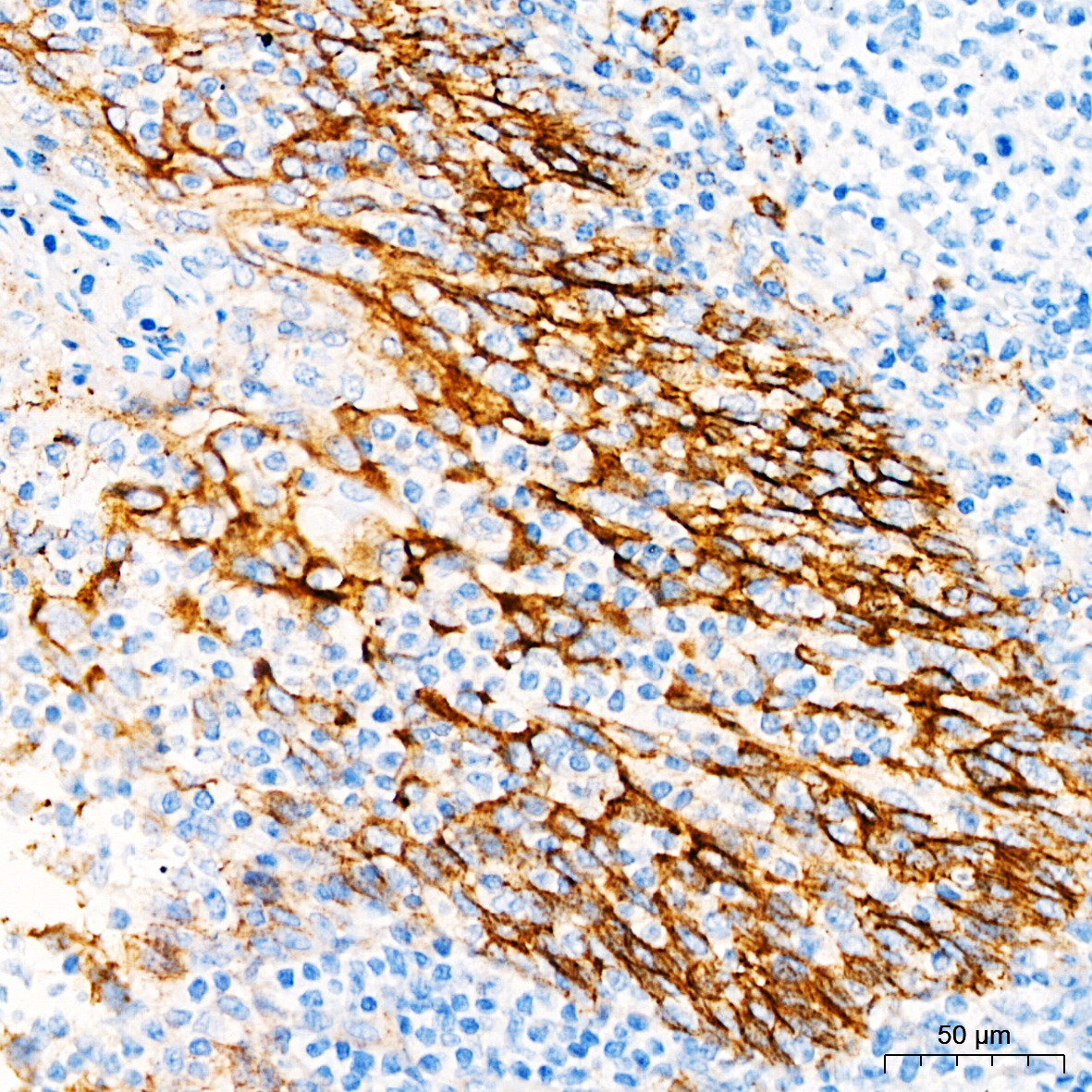 CD138 Monoclonal Antibody [0N4Q0]