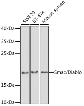 Smac/Diablo Polyclonal Antibody