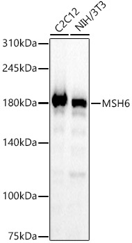 MSH6 Monoclonal Antibody [1U2U1]