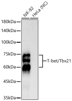 T-bet/Tbx21 Monoclonal Antibody [10N10C10]