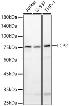 LCP2 Polyclonal Antibody