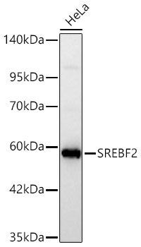 SREBF2 Polyclonal Antibody