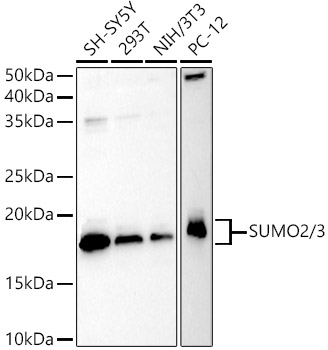 SUMO2/3 Polyclonal Antibody