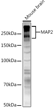 MAP2 Polyclonal Antibody