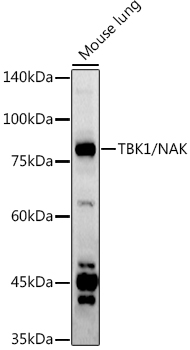 TBK1/NAK Polyclonal Antibody