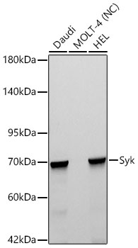 Syk Monoclonal Antibody [7M1C5]