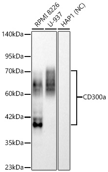 CD300a Monoclonal Antibody [3S8E4]