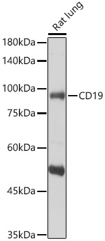 CD19 Polyclonal Antibody