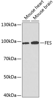 FES Polyclonal Antibody