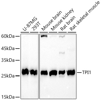 TPI1 Polyclonal Antibody