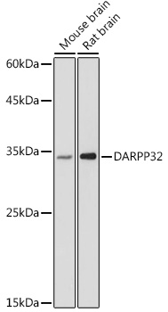 DARPP32 Polyclonal Antibody