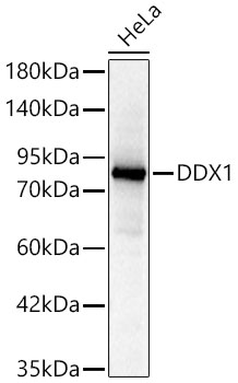 DDX1 Monoclonal Antibody [4I8A6]