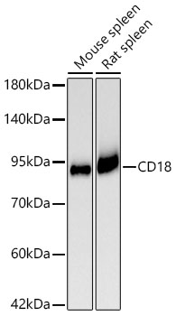 CD18 Monoclonal Antibody [1O5F9]