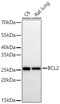 Bcl-2 Monoclonal Antibody [6Q9S6]