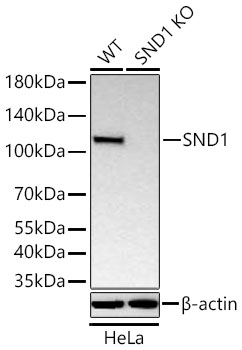 SND1 Monoclonal Antibody [4C8Y3]
