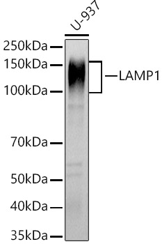 LAMP1 Polyclonal Antibody