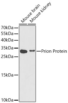 Prion Protein Polyclonal Antibody