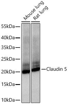 Claudin 5 Monoclonal Antibody [8O8A3]