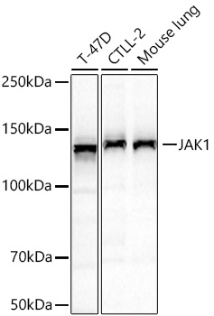 JAK1 Monoclonal Antibody [8Z2K10]