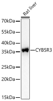 CYB5R3 Monoclonal Antibody [8S4W1]