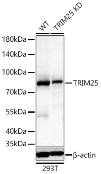 TRIM25 Monoclonal Antibody [7O6S6]