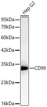 CD99 Monoclonal Antibody [2M1K9]