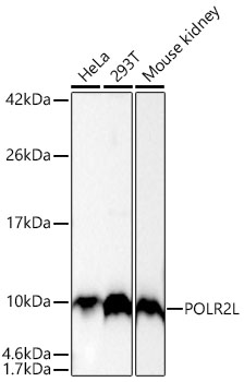 POLR2L Monoclonal Antibody [1A8S0]