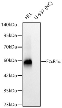 FceR1a Monoclonal Antibody [6I2B10]