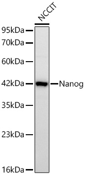 Nanog Monoclonal Antibody [4S7K1]