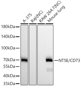 NT5E/CD73 Monoclonal Antibody [2D7U4]