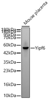 Yipf6 Monoclonal Antibody [6X1R7]