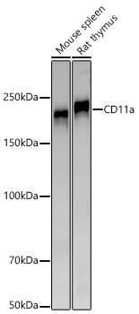 CD11a Monoclonal Antibody [4V10J6]