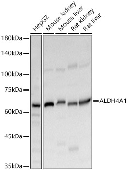 ALDH4A1 Polyclonal Antibody