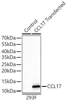 CCL17 Monoclonal Antibody [2F6L8]