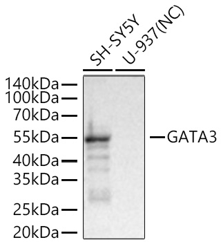 GATA3 Monoclonal Antibody [4L4O10]
