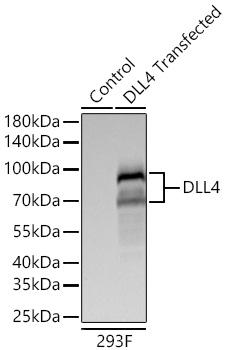 DLL4 Monoclonal Antibody [4X8C1]