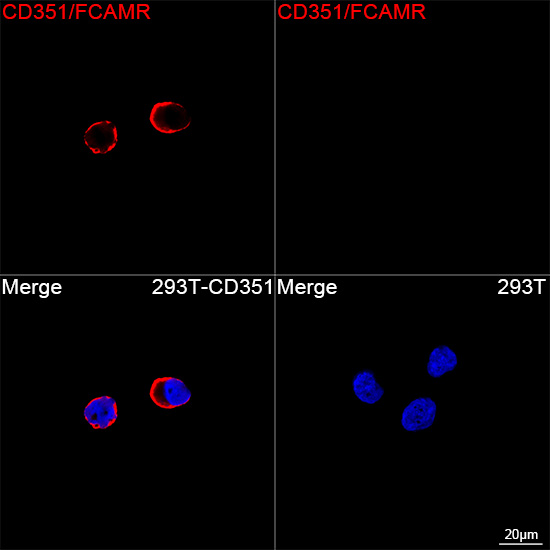 CD351/FCAMR Monoclonal Antibody [3S6Z3]