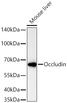 Occludin Polyclonal Antibody
