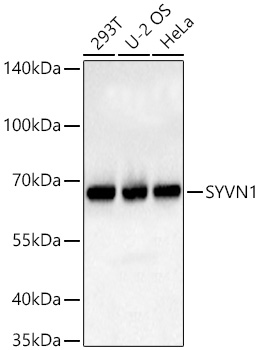 SYVN1 Polyclonal Antibody