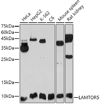 LAMTOR5 Polyclonal Antibody