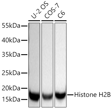 Histone H2B Monoclonal Antibody [2W6K3]