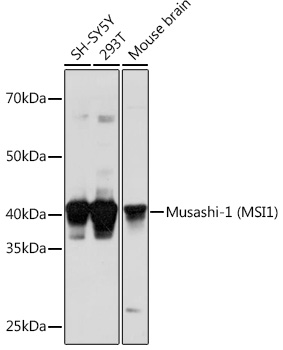 Musashi-1 (MSI1) Polyclonal Antibody