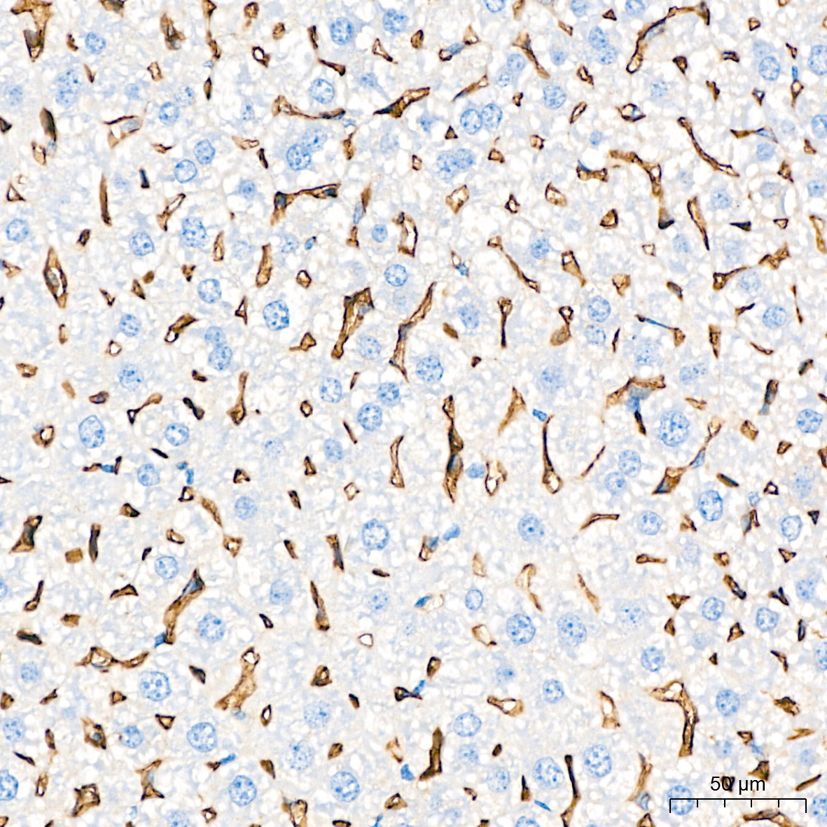 CD32 Monoclonal Antibody [1N9Y8]