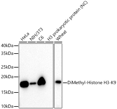 DiMethyl-Histone H3-K9 Monoclonal Antibody [3C4G5]