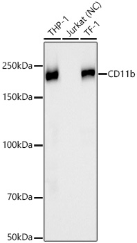 CD11b Monoclonal Antibody [6L5V5]