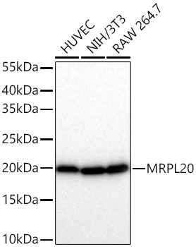 MRPL20 Monoclonal Antibody [2Y5V6]
